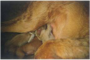 Als je goed kijkt zie je nog een puntje Donna.