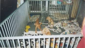 Zie die oren van Csinos eens al ze nog groter worden kan ze vliegen.