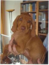 Quodijn's Ancsa Csinos