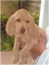 Quodijn's Ar�nya Luna